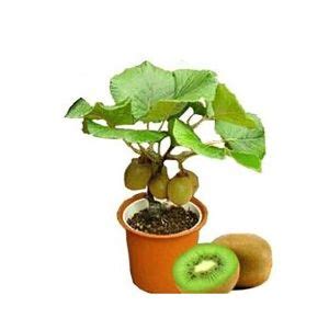 Sri Satya Deva Nursery East Godavari - Papaya Plant Manufacturer Supplier