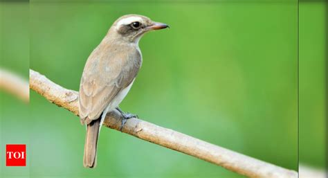 Mangalore University: 95 birds sighted at Mangalore University campus ...
