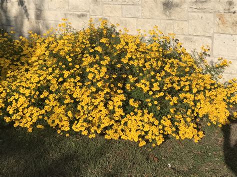 Copper Canyon Plant at Kaitlyn Guest blog