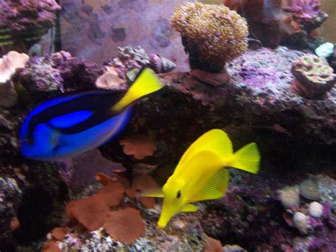 How do mushrooms reproduce? | Saltwaterfish.com Forums for Fish Lovers!