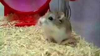 Image result for Dwarf Hamster Exploding MP4