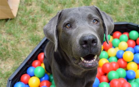 Download wallpaper 2560x1600 dog, muzzle, balls widescreen 16:10 hd ...