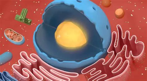 Image result for Structure and Function of Cytoplasm