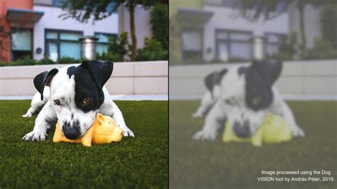 What Colors Can Dogs See? (2023 Guide) | Nasdaq