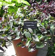 Image result for Fuzzy Wandering Jew Plant