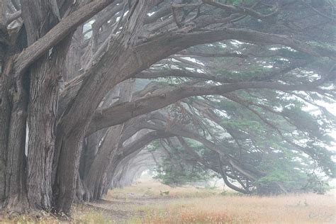 Point Reyes Monterey Cypress Tree Photo | Richard Wong Photography