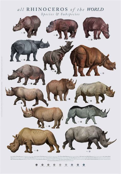 An illustrated poster with all the rhinos of the world. Is the most complete compilation because ...