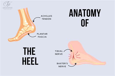Anatomy of the Heel: Understanding the Complex Structure - Straits Podiatry