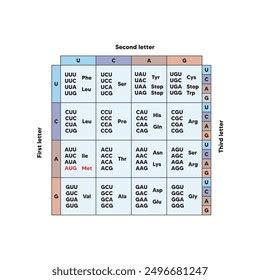 Image result for RNA Codons