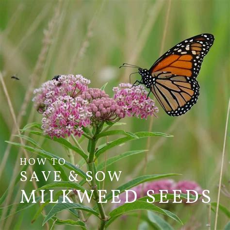 How To Grow Tropical Milkweed From Seed at Eric Montez blog