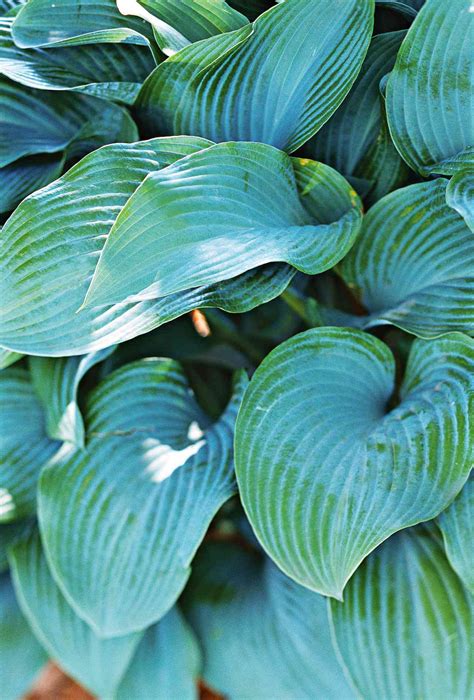 26 of the Best Hosta Varieties for Your Shade Garden