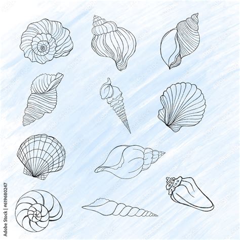 Image result for Shell Line Art