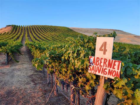 Gallery | Laguna Canyon Winery