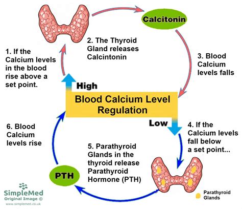 9. Calcium Metabolism - SimpleMed - Learning Medicine, Simplified