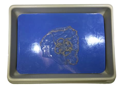 Aurelia (Jellyfish) 4" + Preserved - Nebraska Scientific