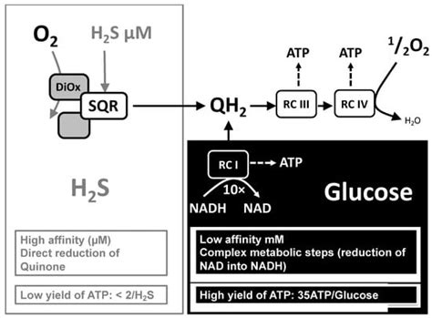 Sulfide Oxidation Evidences the Immediate Cellular Response to a ...