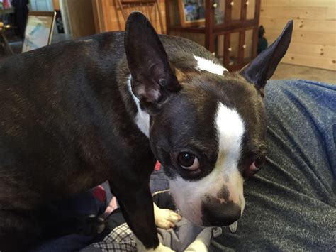 Lola Lynn aka Baby Girl. This is when she was young and full of energy. She went everywhere with ...