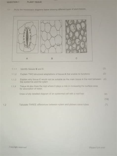 QUESTION 1 PLANT TISSUE 1.1 Study the microscopic diagrams below showing different types of ...
