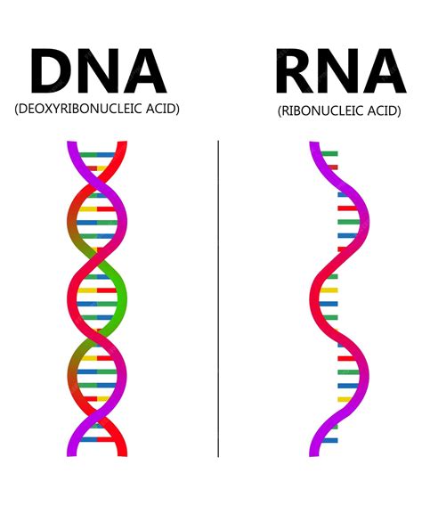 Premium Vector | DNA vs RNA vector illustration Educational genetic ...
