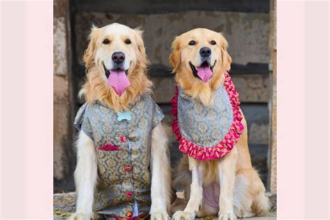 Pet Wedding Outfit Ideas for Indian Weddings – Wrapinfur