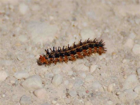 Caterpillar Black With Yellow Spikes at Richard Groves blog