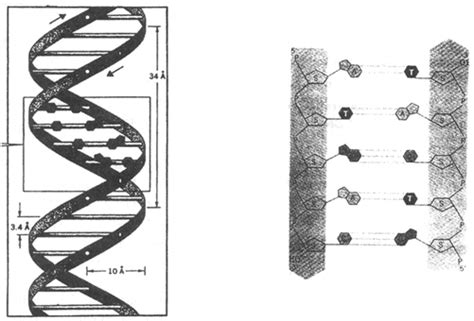 Nucleic Acids (DNA & RNA) - Notes | Study Biology Class 11 - NEET
