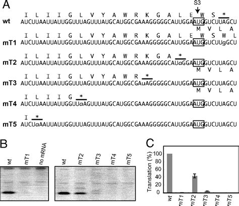 Termination codon-dependent translation of partially overlapping ndhC ...