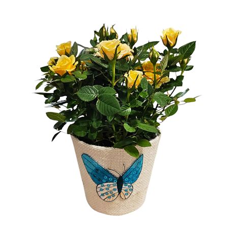 Floral Potted Rhinestone Butterfly Roses - Shop Potted plants at H-E-B