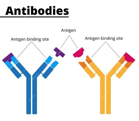 Premium Vector | Structure of immunoglobulins. antibodies with tha antigen binding site ...