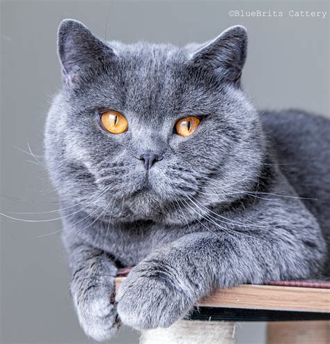 Blue Brits Cattery | British Shorthair Kittens For Sale