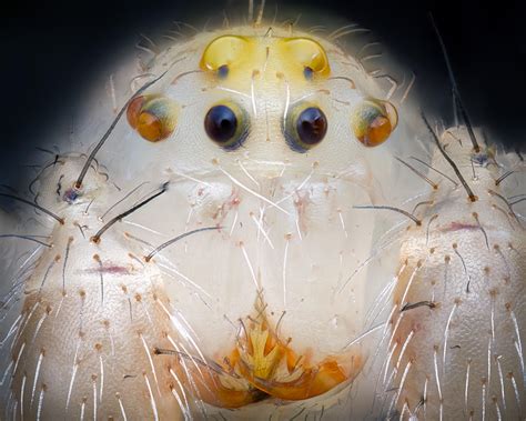 Some spiders, like this orb weaver I photographed have “teeth” as well ...