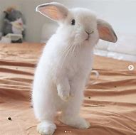 Image result for Funny Fat Baby Bunnies