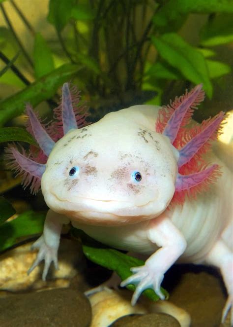 68 Axolotl Facts: Ultimate Guide to the Adorable Mexican Walking Fish | Everywhere Wild