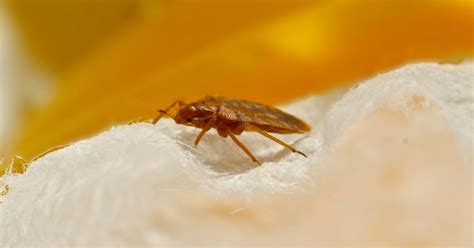 ¿Cómo eliminar chinches naturalmente y con insecticida de forma correcta?