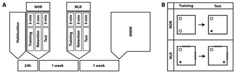 Enhanced Novel Object Recognition and Spatial Memory in Rats ...