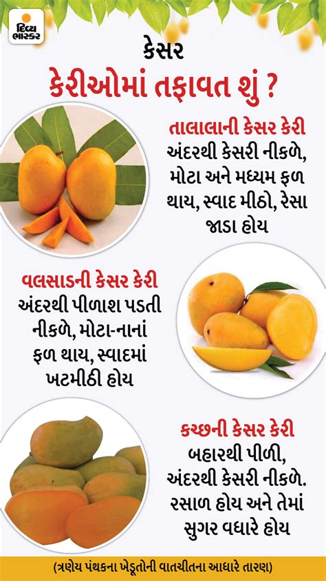 Kesar mangoes are grown in Talala, Valsad and Kutch - all three have ...