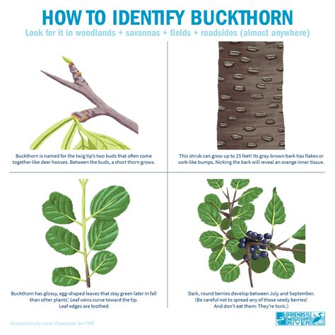 Thorn Trees Identification 270+ Thorn Apple Tree Stock Photos,