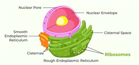 Image result for Ribosomes Structure and Function