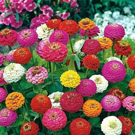 Zinnia Liliput Mixed Seeds for All Season Gardeners Creating Dense ...