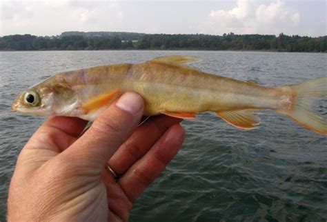 30 Fischarten im Bodensee - Seespiegel