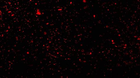Image result for Red Particles