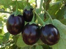 DNR AGENCIES, BRINJAL HYBRID SEEDS BAINGEN PLANT SEEDS : Amazon.in ...