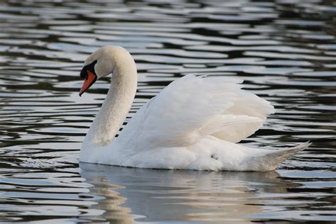 Wilson Management Group