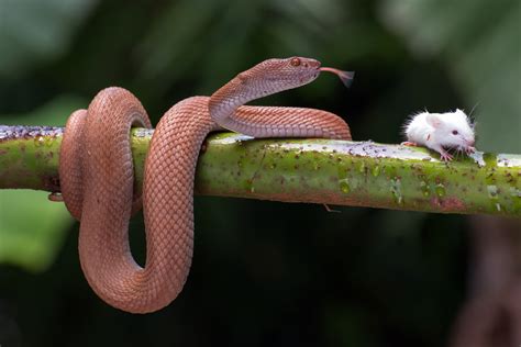 What Eats Snakes? Complete Guide to 25+ Animals That Hunt, Kill, and ...