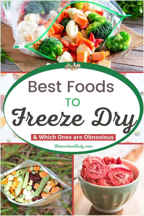 Best Foods to Freeze Dry • Homestead Lady