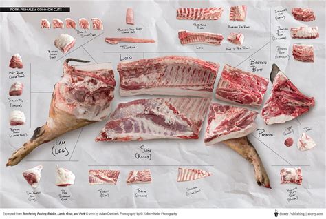 Pork Cuts & Primals Butchery Wall Poster - Etsy | Beef cuts, Lamb cuts ...