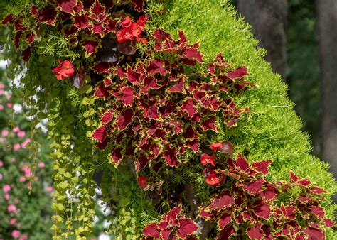 Pruning Coleus: How to Trim for a Healthier Plant - A-Z Animals