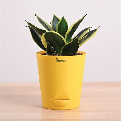 Ugaoo Sansevieria Golden Hahnii Snake Plant