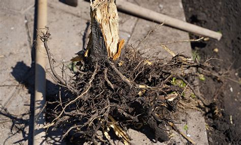 Tree Root Removal Tips 的图像结果
