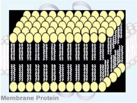 Image result for Cell Membrane Structure and Function